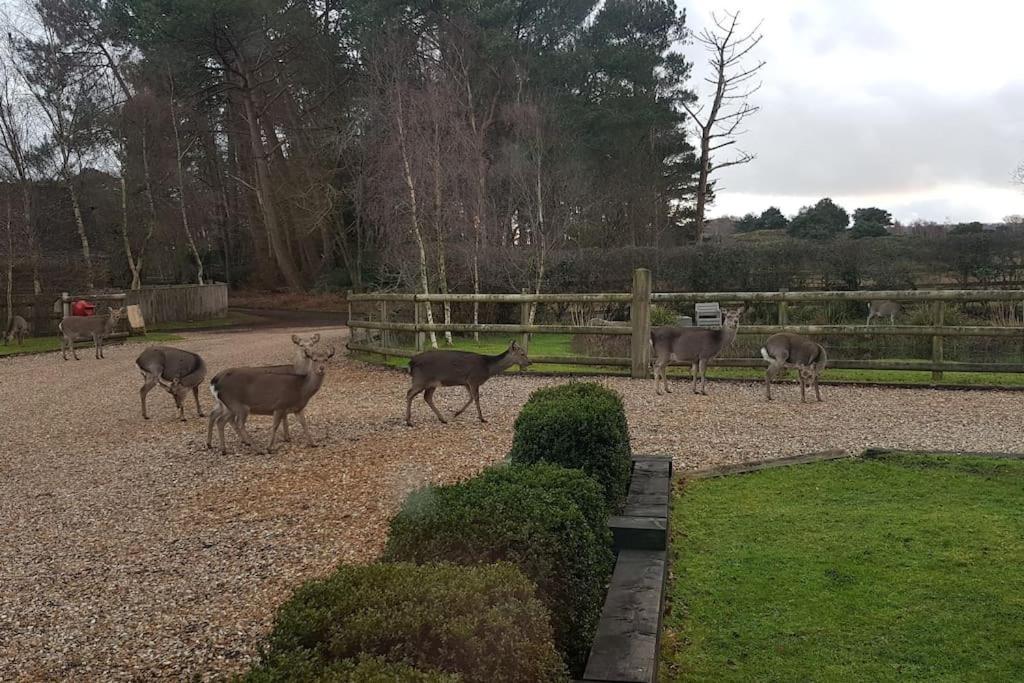 Home In Dorset, Near Jurassic Coast And Arne ويرهام المظهر الخارجي الصورة